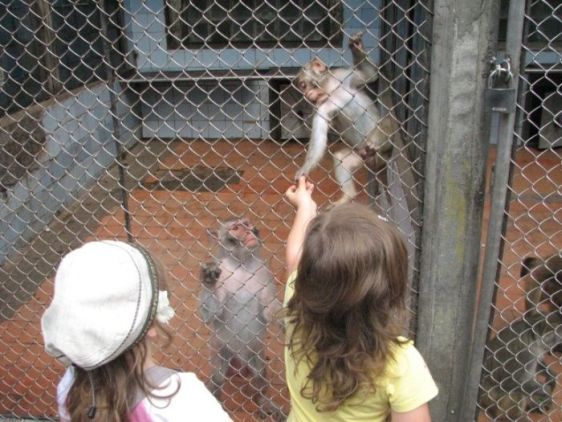 В обезьянньем питомнике вашим детям обязательно понравится