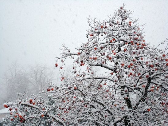 Новый год в Абхазии - это не только мандарины!