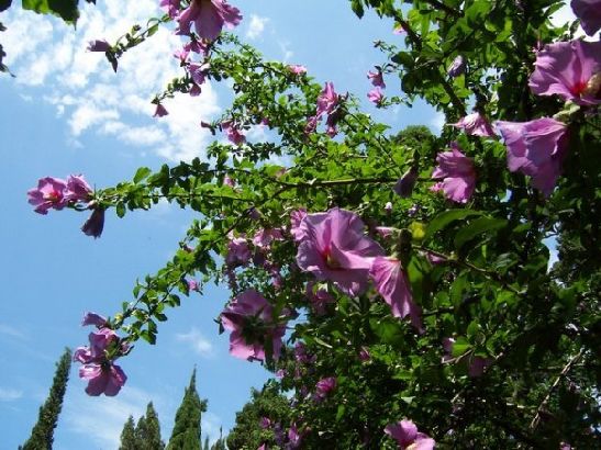 На майские праздники уже вовсю цветут горные растения, которые издают потрясающий аромат