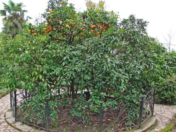 Самое уникальное лимонное дерево в мире