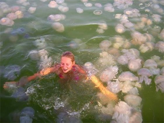 Медузы на море - вполне привычное явление, но настоящее нашествие случается весьма редко
