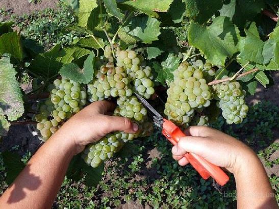 Октябрь в окрестностях Анапа - время сбора урожая винограда