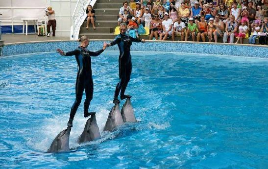 В Сочи и его округе можно найти массу развлечений для детей и взрослых, как, например, дельфинарий Акватория в Адлере