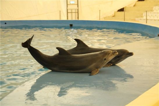 Анапский дельфинарий в феврале с нетерпением ждет своих посетителей