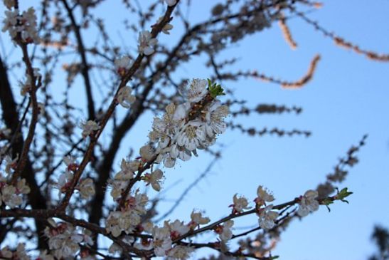 К середине марта в Анапе на деревьях и кустарниках распускаются цветы