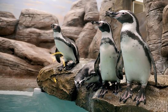 Пингвины дружелюбны и комичны, стоит посетить пингвинарий Немо, чтобы посмотреть на этих забавных и неуклюжих птичек